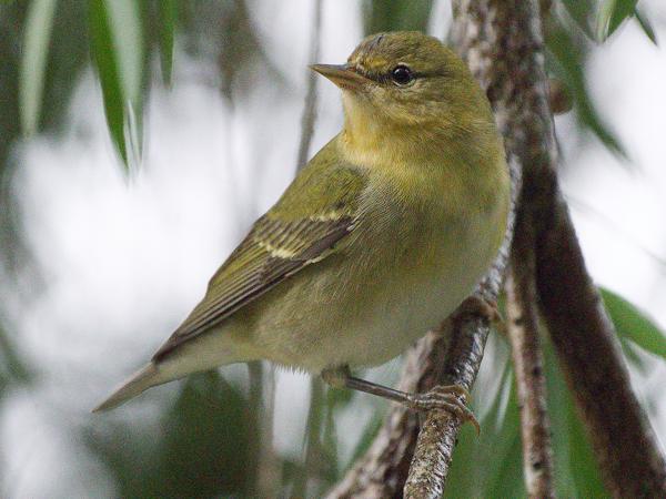 <h3>Leiothlypis peregrina / Tennessee warbler / Tennesseezanger</h3>OM-1 Mark II with OLYMPUS M.150-400mm F4.5, 1/800 sec at F4.5, ISO 10000, distance 4.16 m